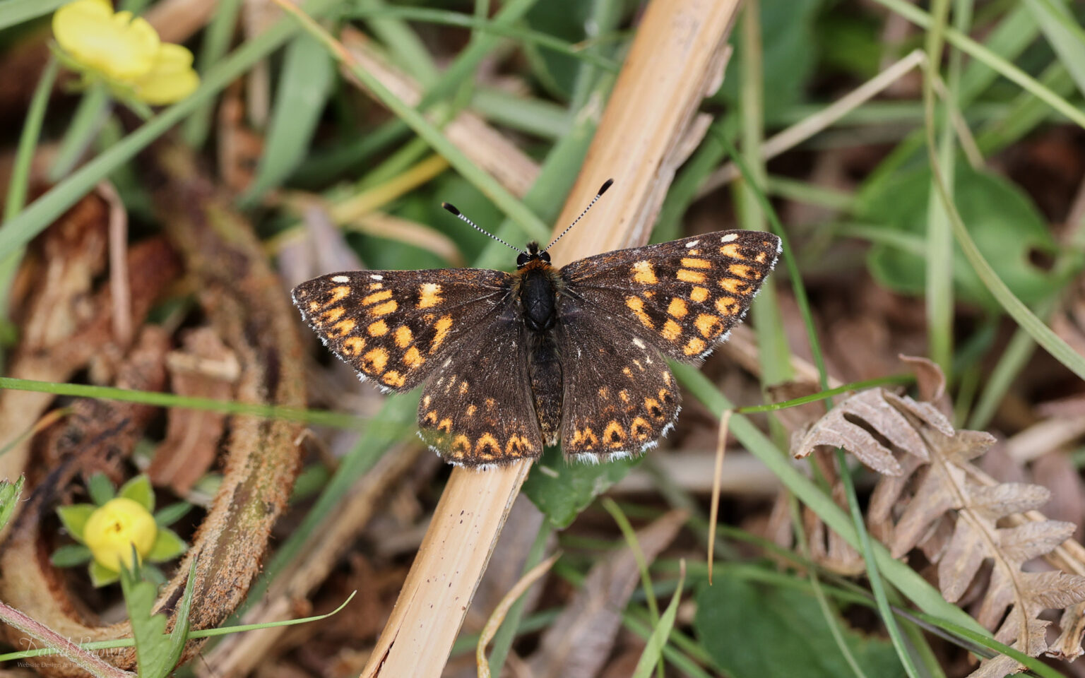 Duke of Burgundy at Hawnby, 22nd May 2022