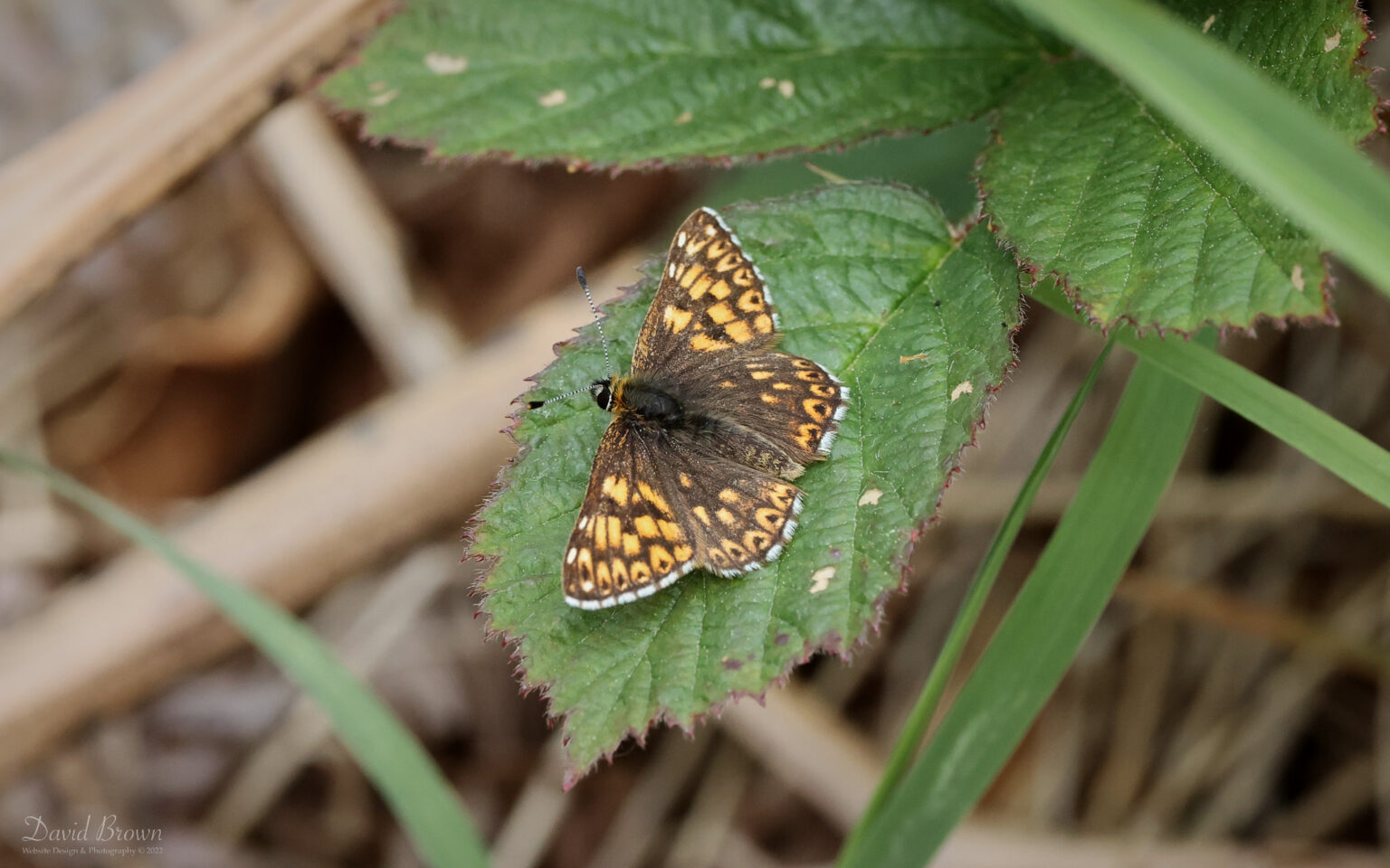 Duke of Burgundy at Hawnby, 22nd May 2022