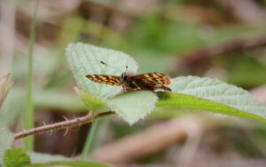 Duke of Burgundy at Hawnby, 22nd May 2022