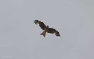 Red Kite at Hawnby, 22nd May 2022