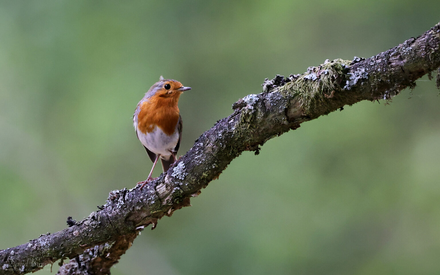 Robin at Hawnby, 22nd May 2022