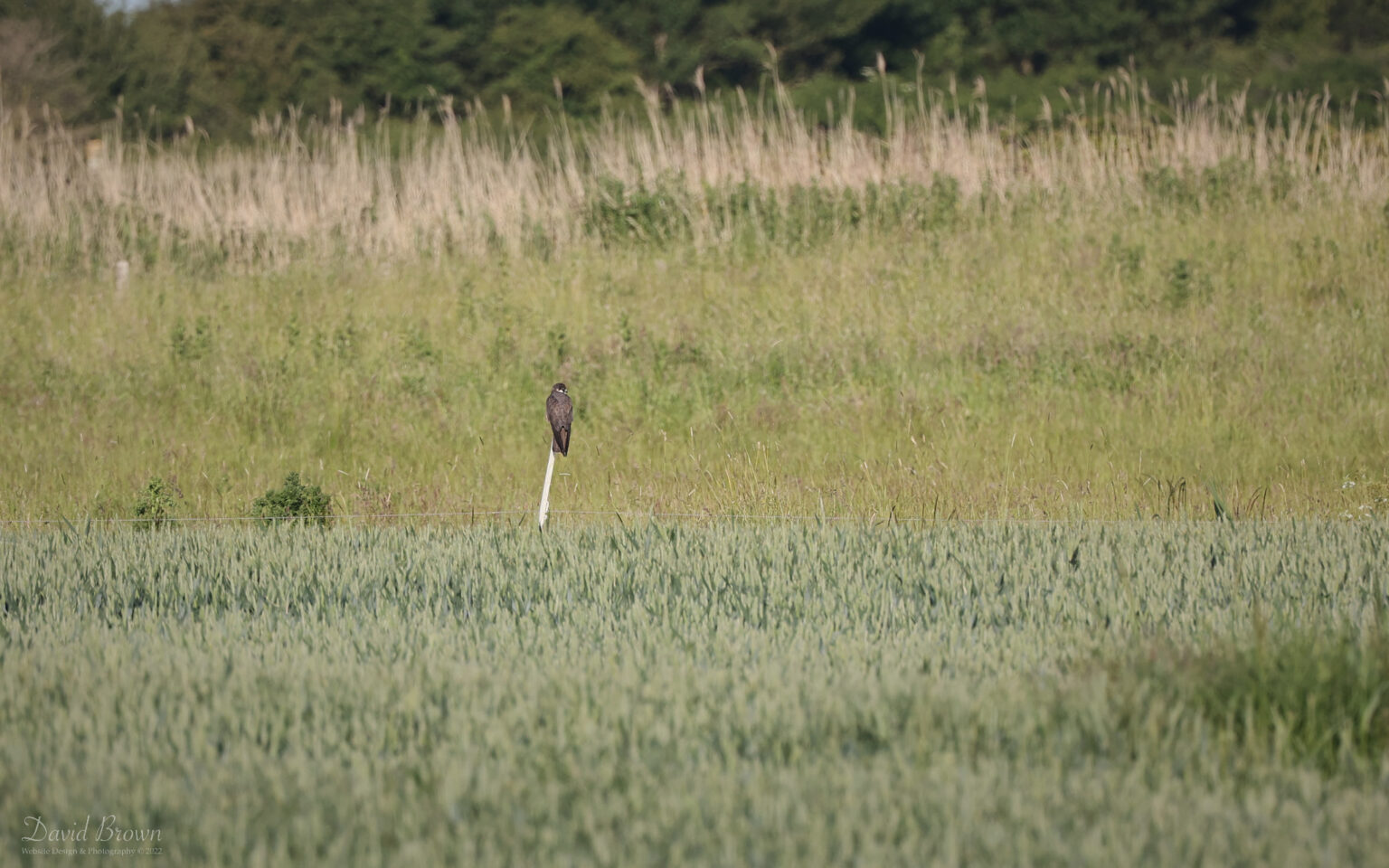 Eleonora's Falcon at Worth Marshes, 1st June 2022