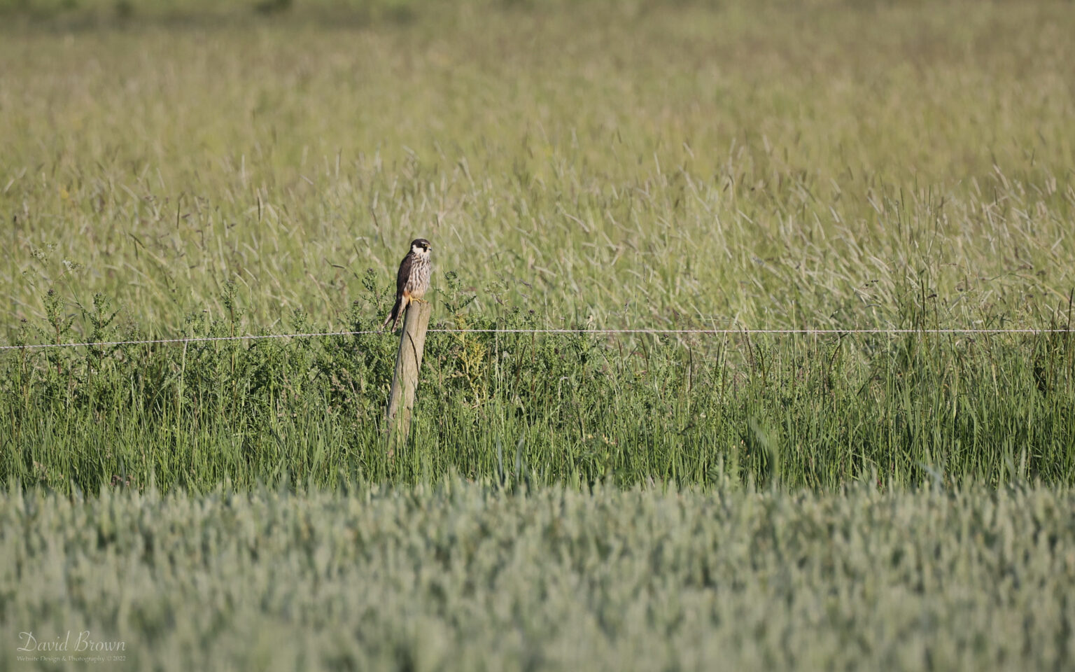Hobby at Worth Marshes, 1st June 2022
