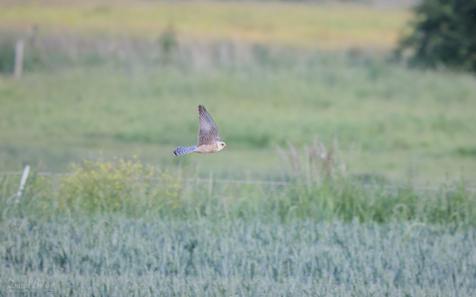 Red-footed Falcon at Worth Marshes, 1st June 2022