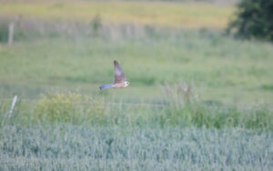 Red-footed Falcon at Worth Marshes, 1st June 2022