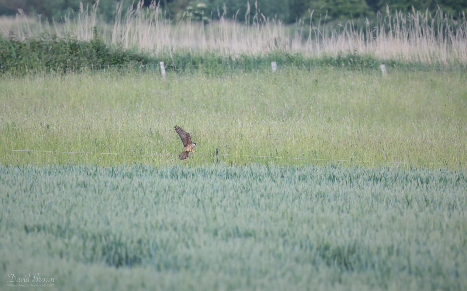 Eleonora's Falcon at Worth Marshes, 1st June 2022
