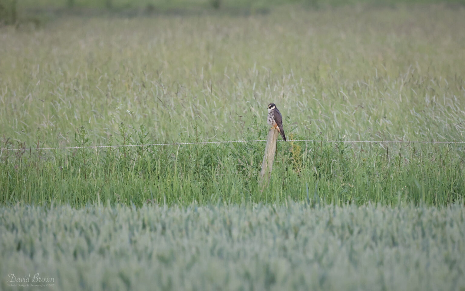 Hobby at Worth Marshes, 1st June 2022