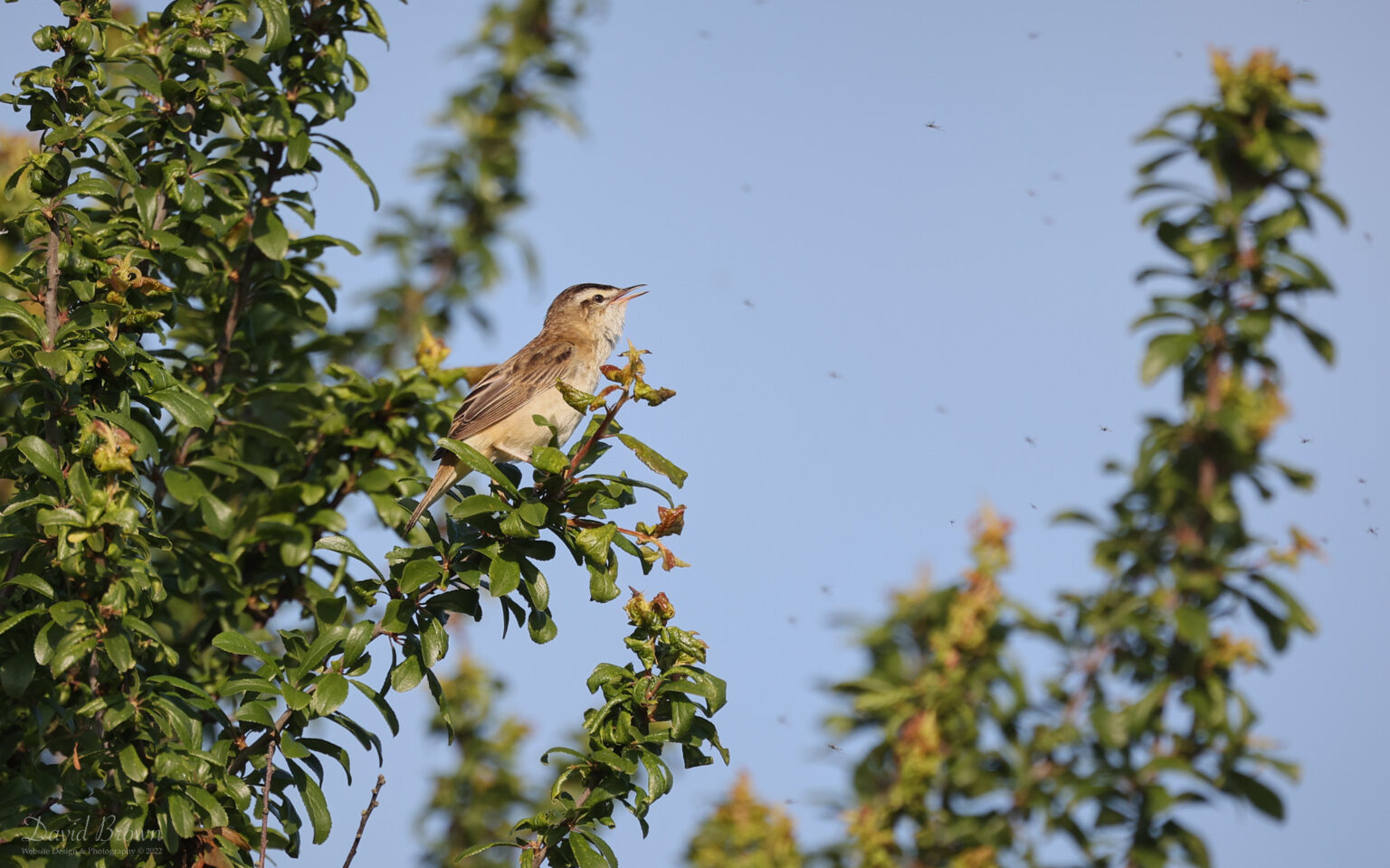 Sedge Warbler at Worth Marshes, 2nd June 2022