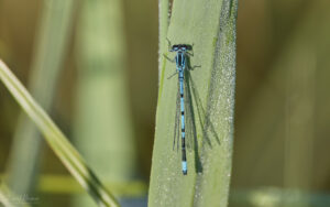 Azure Damselfly at Worth Marshes, 2nd June 2022