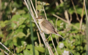 Reed Warbler at Worth Marshes, 2nd June 2022