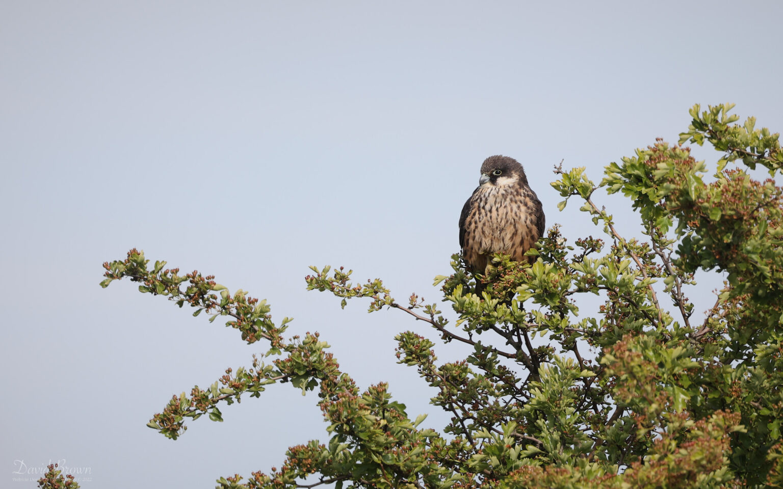 Eleonora's Falcon at Worth Marshes, 2nd June 2022