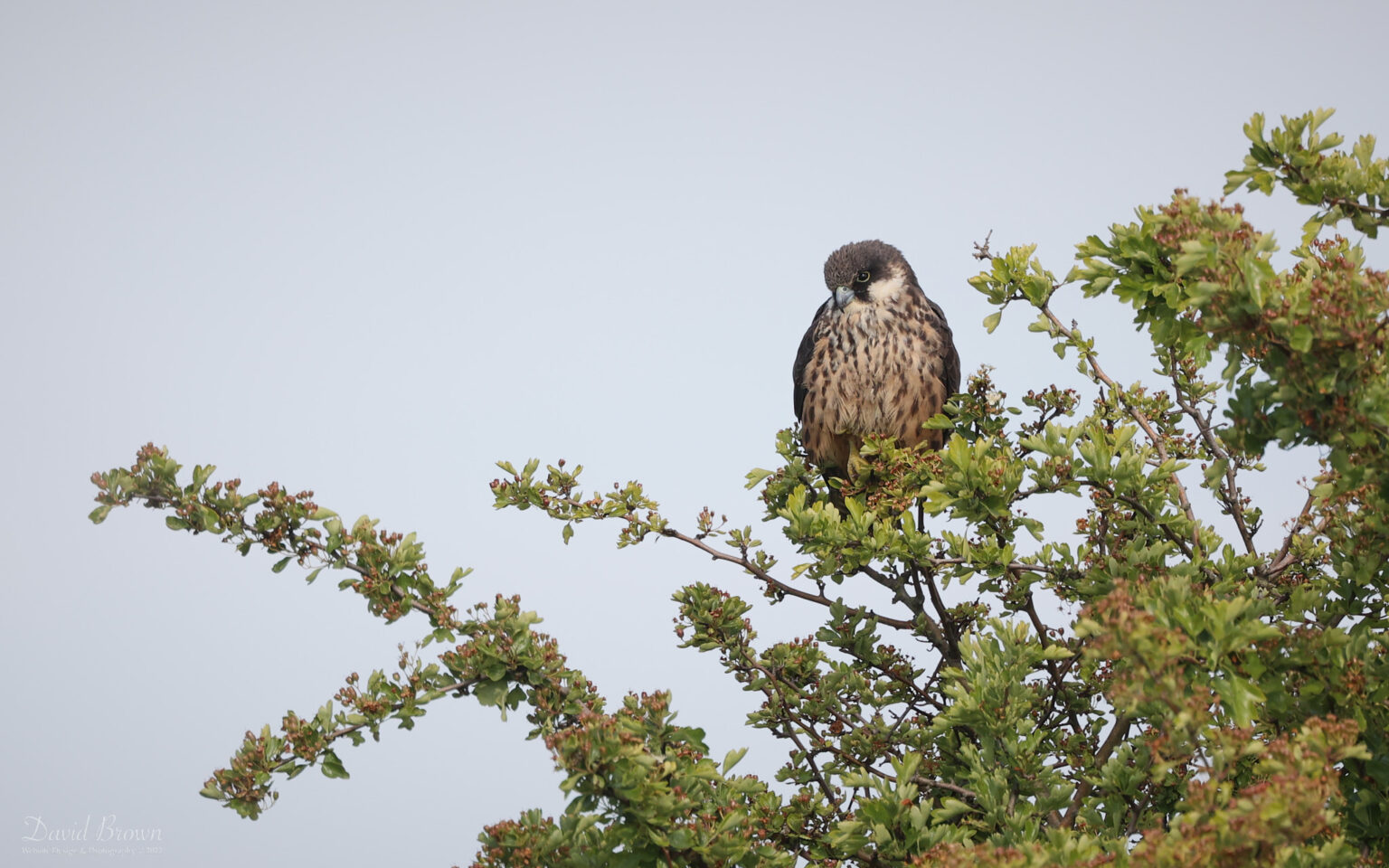 Eleonora's Falcon at Worth Marshes, 2nd June 2022