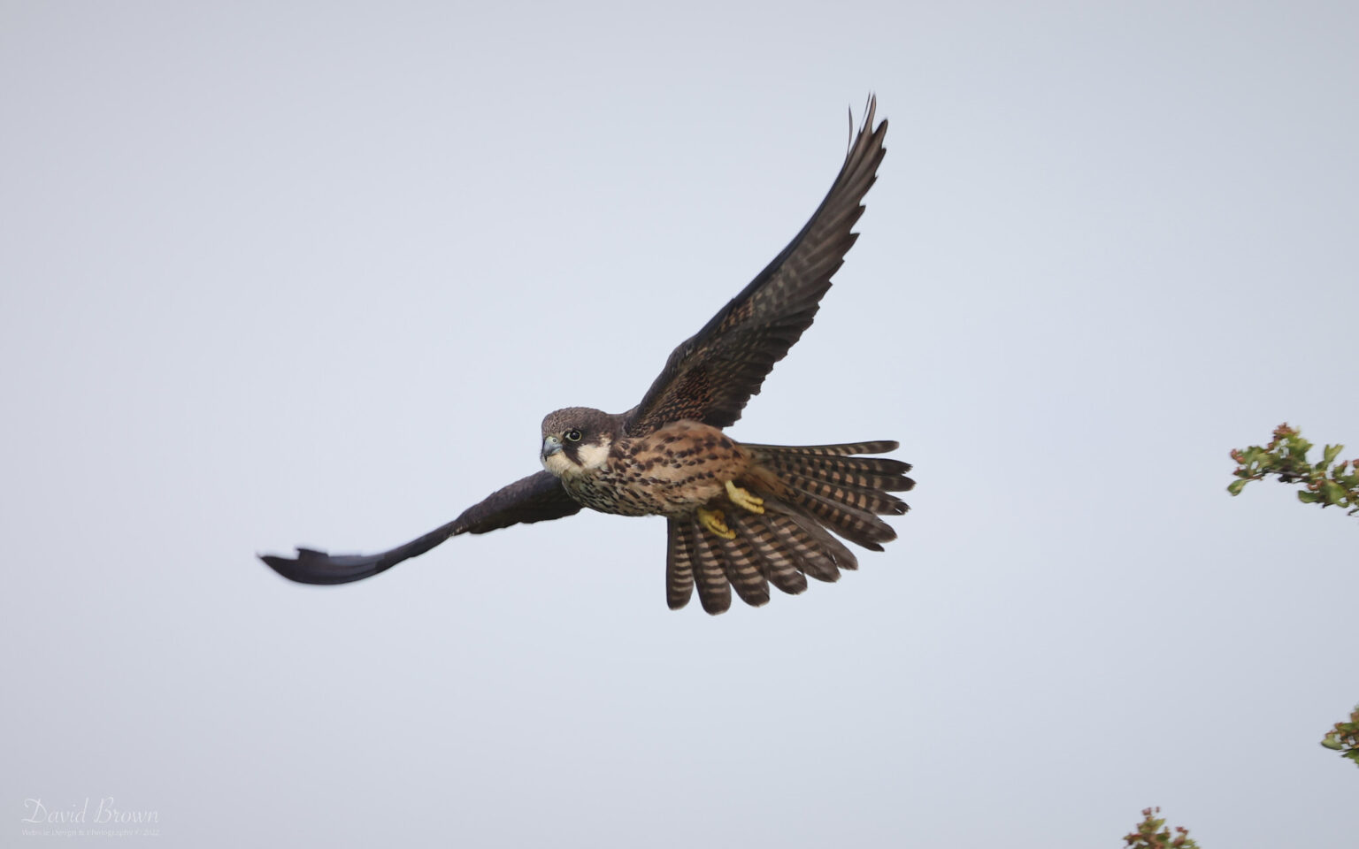 Eleonora's Falcon at Worth Marshes, 2nd June 2022