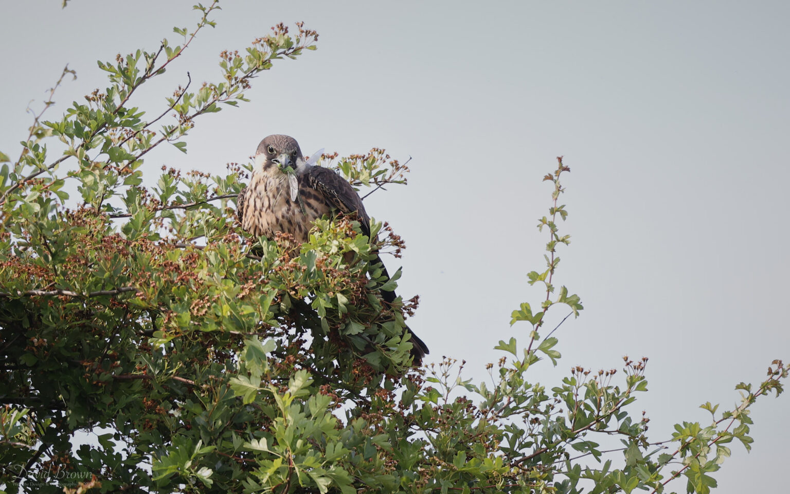 Eleonora's Falcon at Worth Marshes, 2nd June 2022