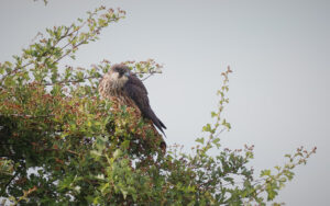 Eleonora's Falcon at Worth Marshes, 2nd June 2022