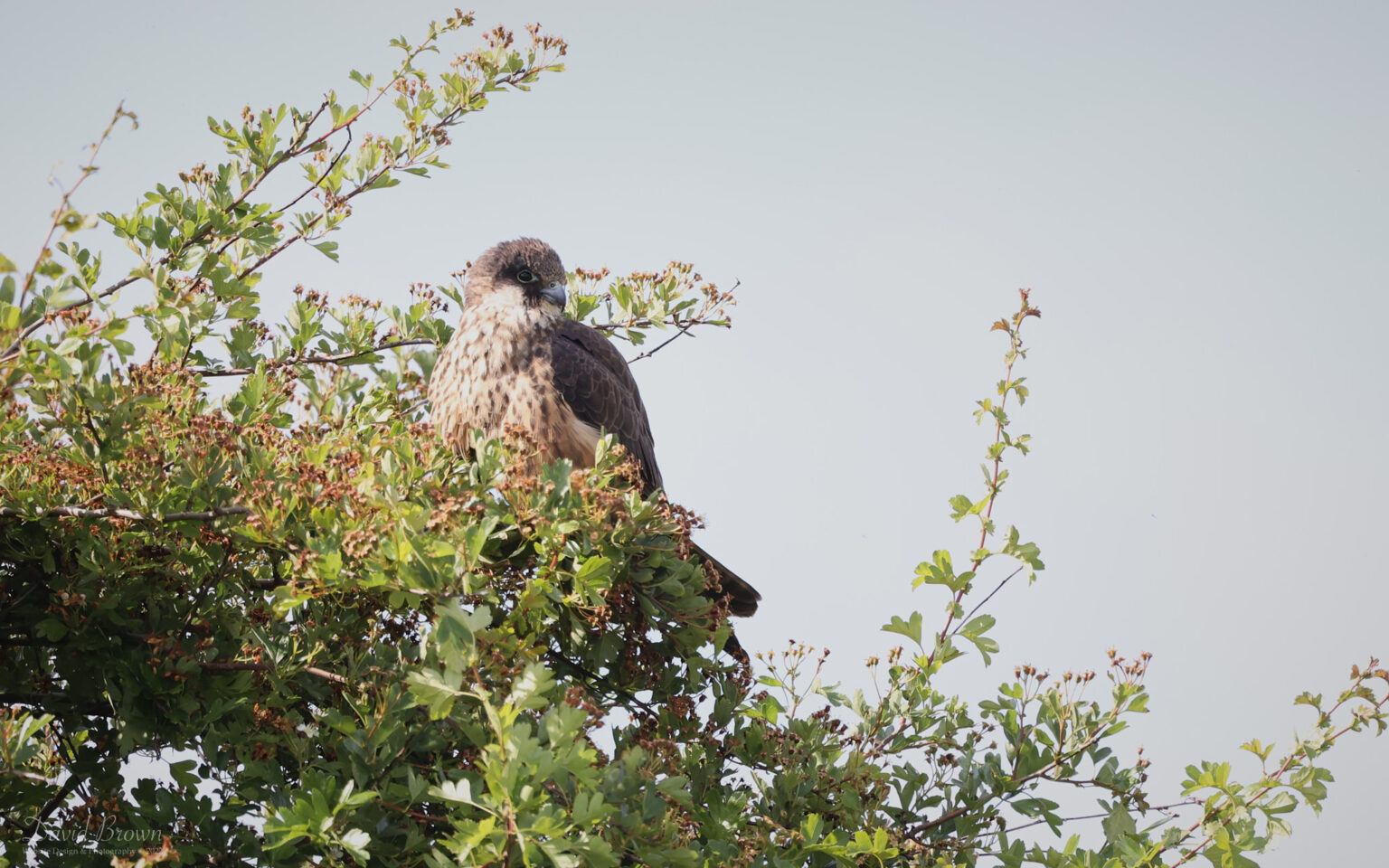 Eleonora's Falcon at Worth Marshes, 2nd June 2022