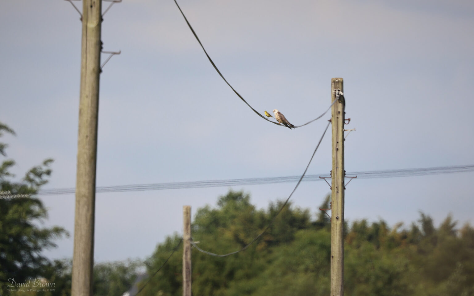 Red-footed Falcon at Worth Marshes, 2nd June 2022