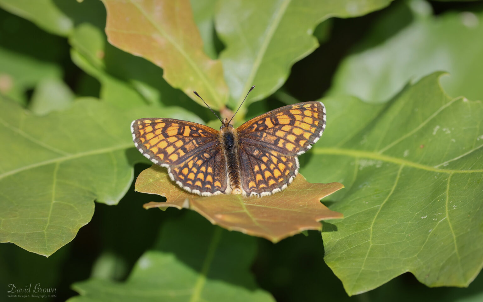 Heath Fritillary at Blean Woods, 2nd June 2022