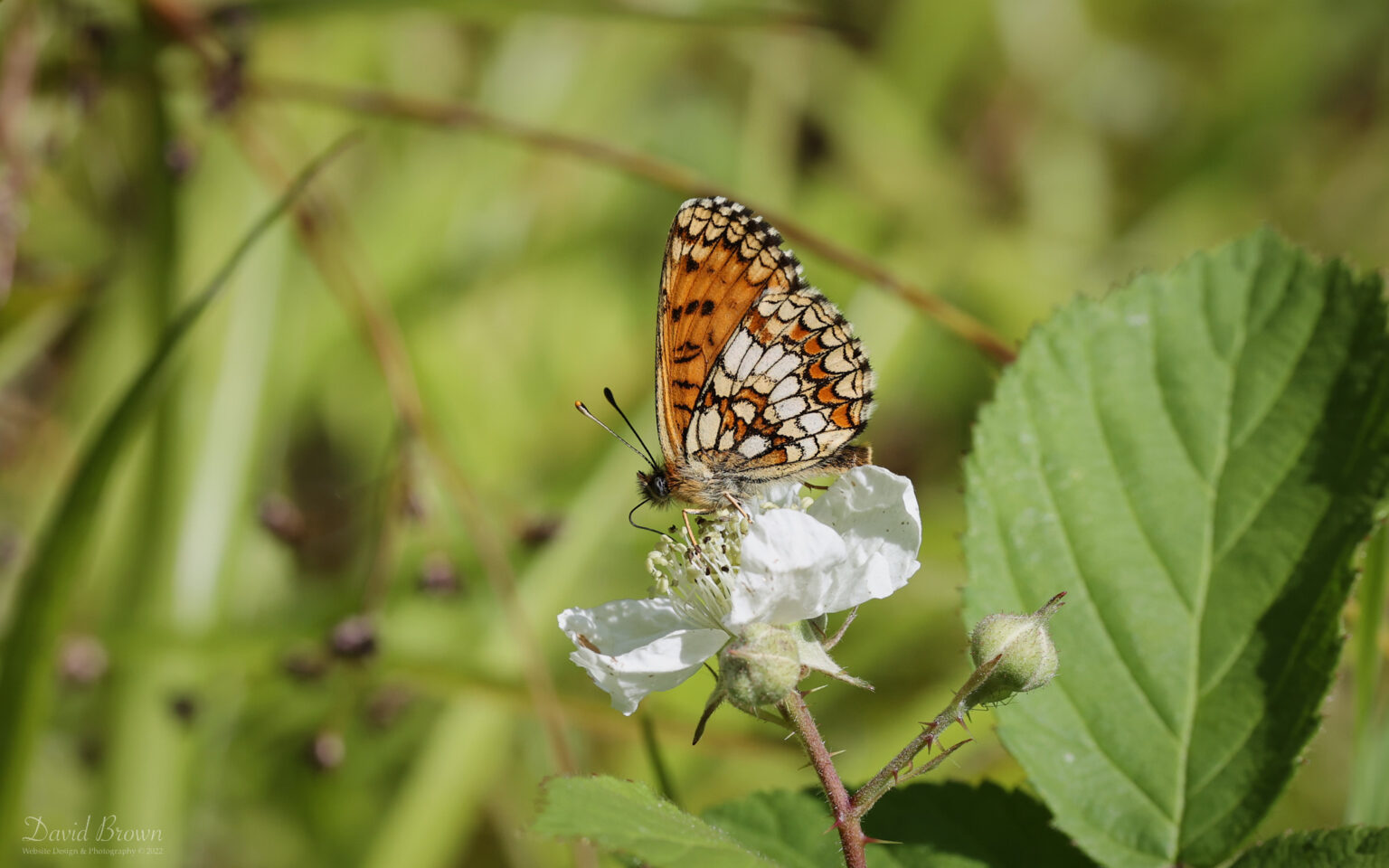 Heath Fritillary at Blean Woods, 2nd June 2022