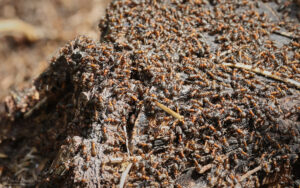 Red Ants at Blean Woods, 2nd June 2022