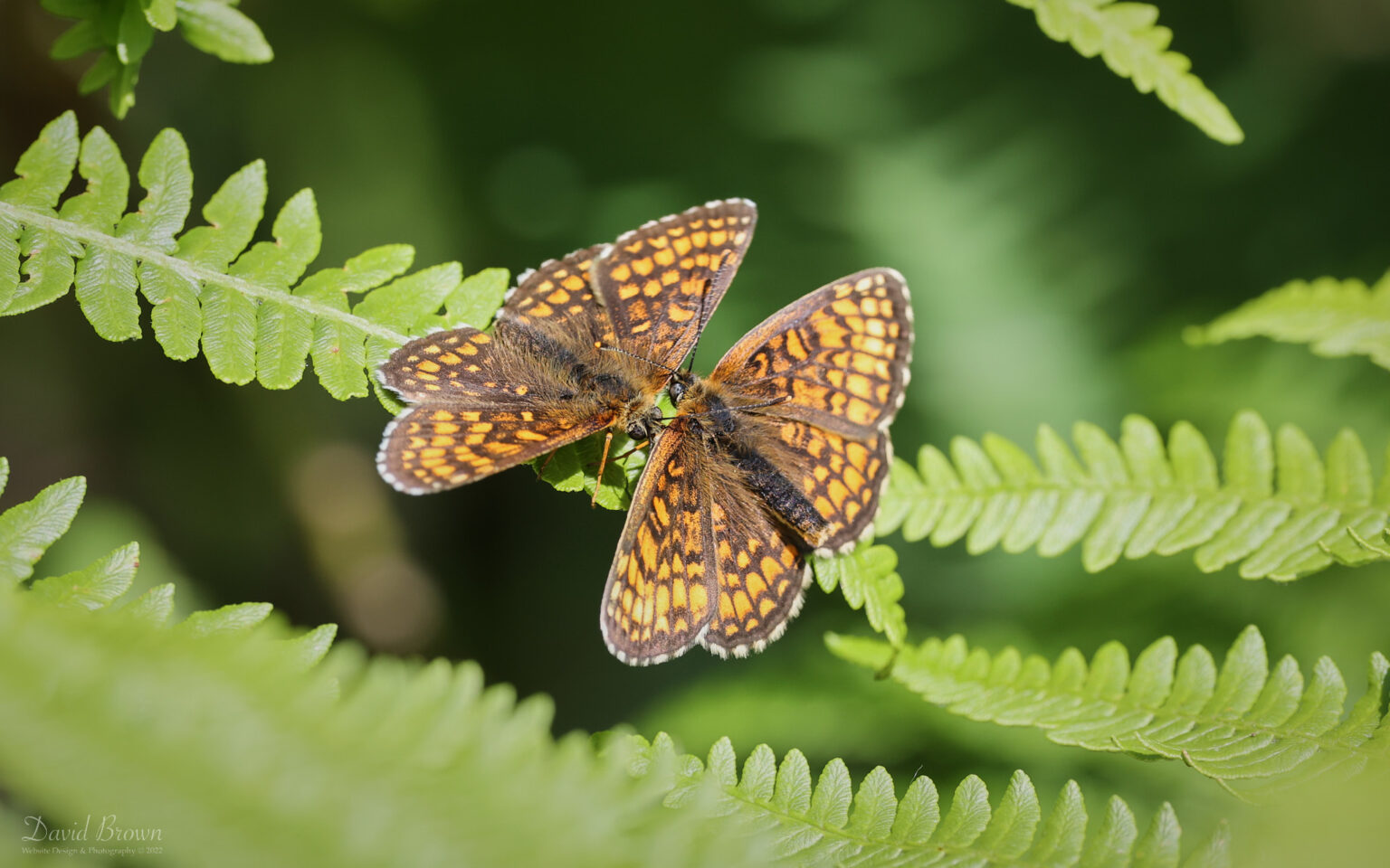 Heath Fritillary at Blean Woods, 2nd June 2022