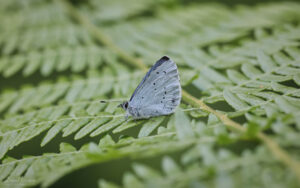 Holly Blue at Blean Woods, 2nd June 2022