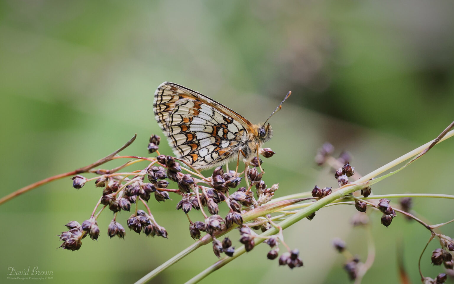 Heath Fritillary at Blean Woods, 2nd June 2022