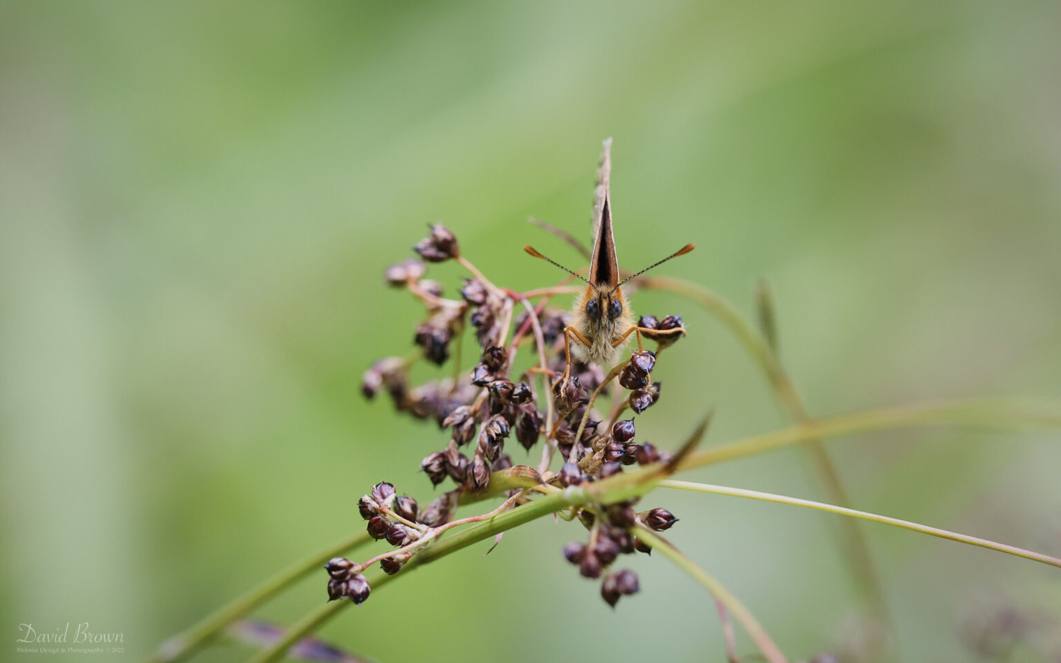 Heath Fritillary at Blean Woods, 2nd June 2022