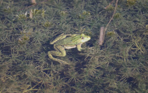 Marsh Frog at Worth Marshes, 2nd June 2022