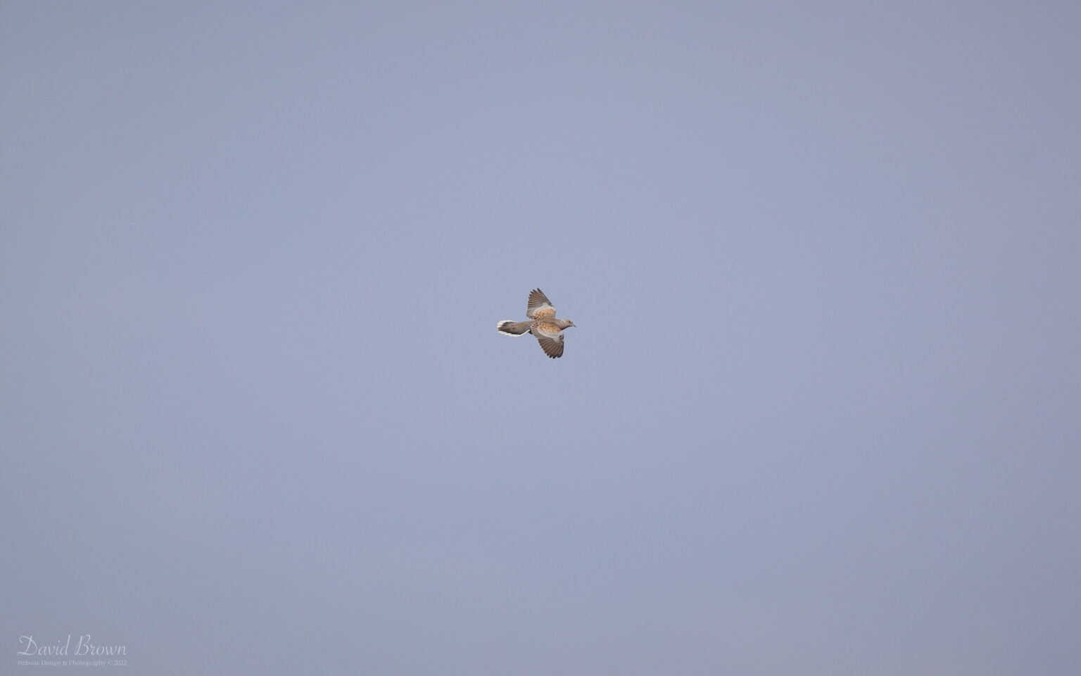 Turtle Dove at Weeting, 3rd June 2022