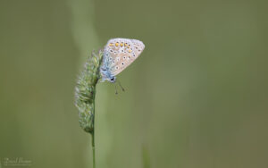 Common Blue at Weeting, 3rd June 2022