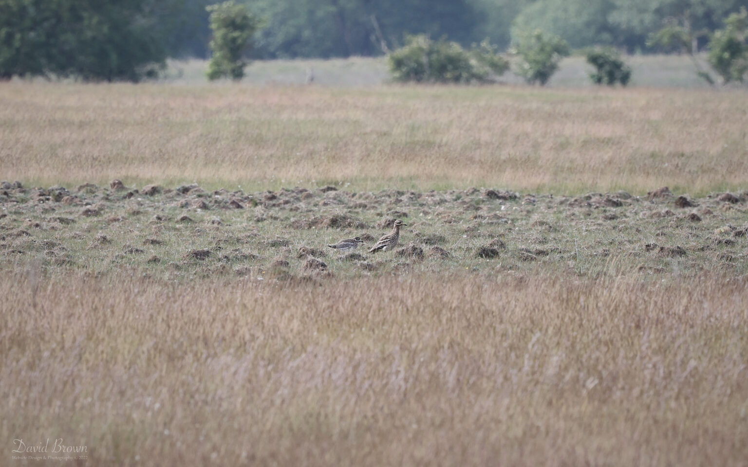 Stone Curlew at Weeting, 3rd June 2022