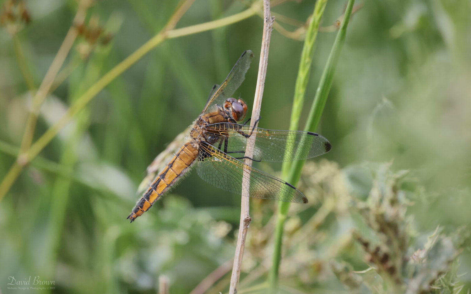 Scarce Chaser at Lakenheath, 3rd June 2022