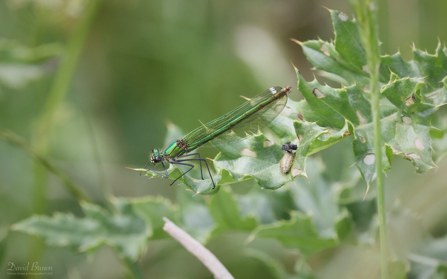 Banded Demoiselle at Lakenheath, 3rd June 2022