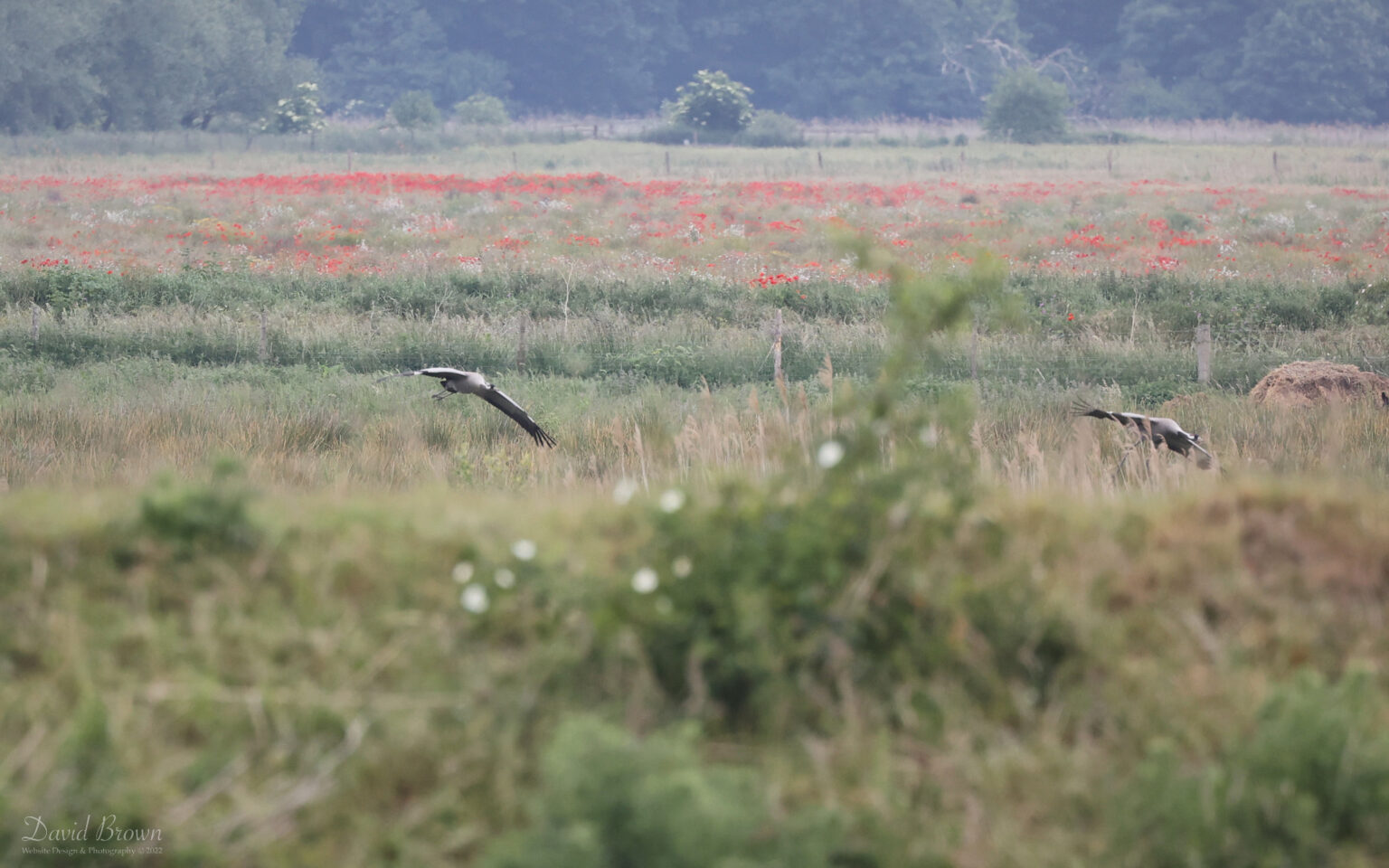 Common Crane at Lakenheath, 3rd June 2022
