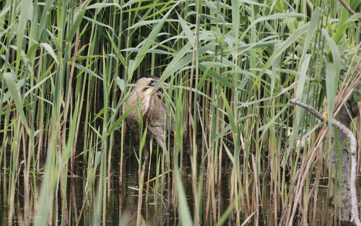 Bittern at Lakenheath, 3rd June 2022