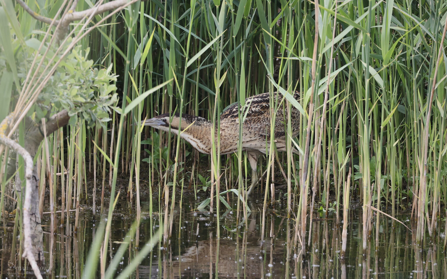 Bittern at Lakenheath, 3rd June 2022