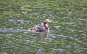Great Crested Grebe at Lakenheath, 3rd June 2022