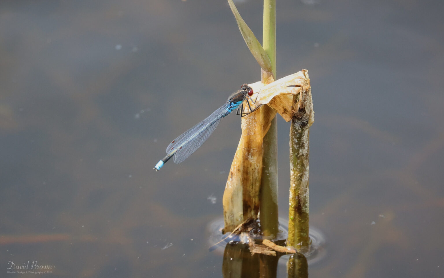 Red-eyed Damselfly at Lakenheath, 3rd June 2022