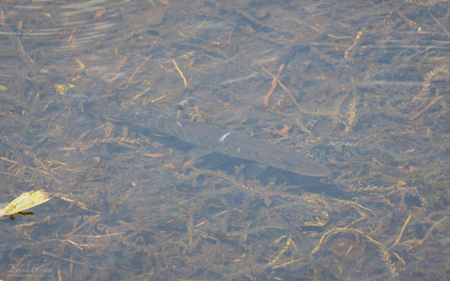 Pike at Lakenheath, 3rd June 2022