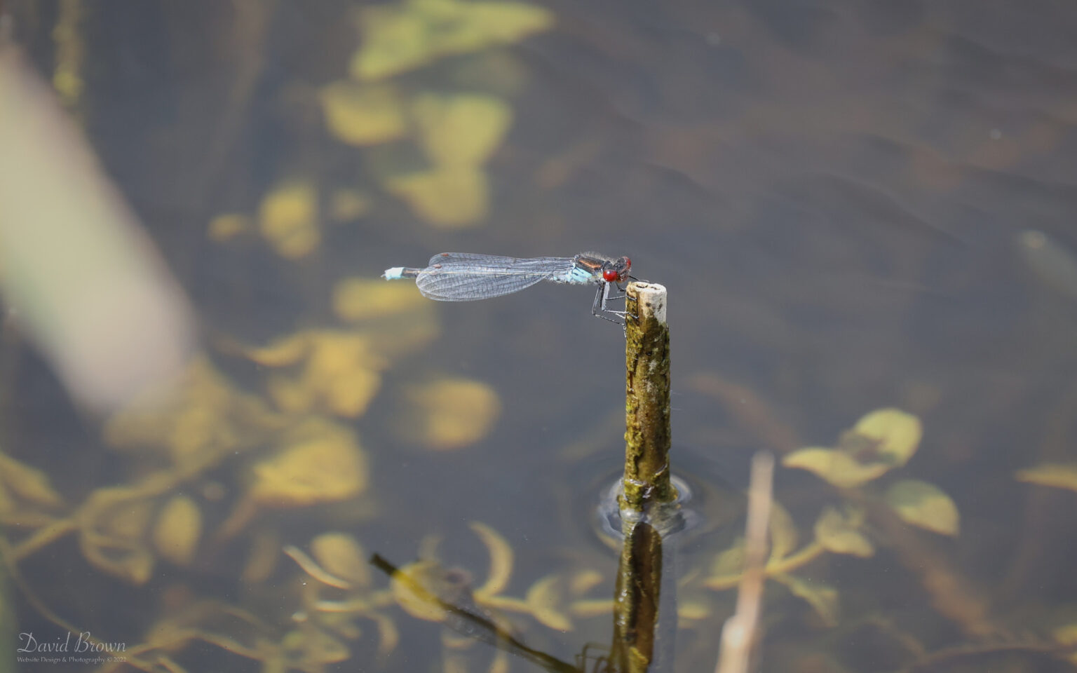 Red-eyed Damselfly at Lakenheath, 3rd June 2022
