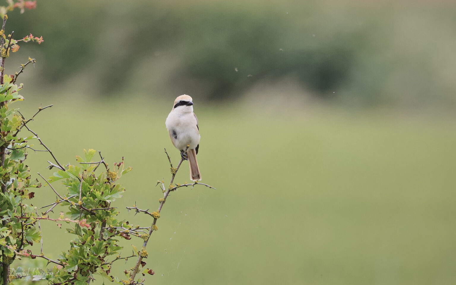Red-tailed (Turkestan) Shrike at Bempton, 30th June 2022