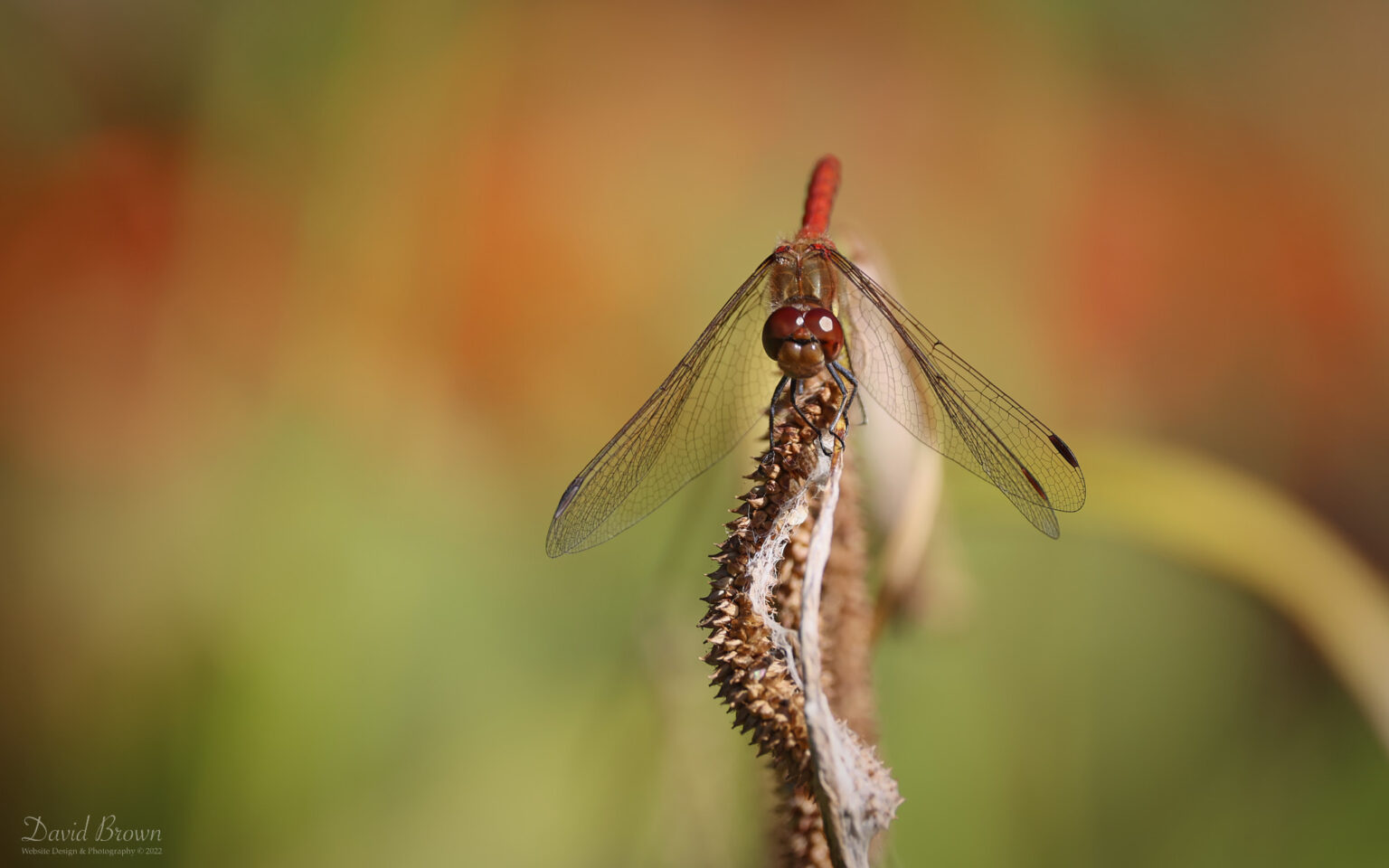 Common Darter at Etherley Moor, 13th August 2022