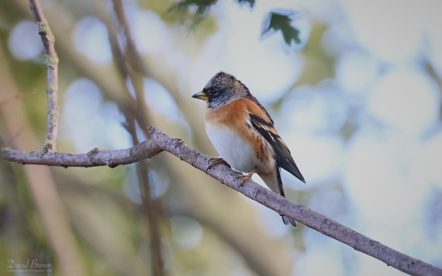 Brambling at Saltholme, 15th October 2022