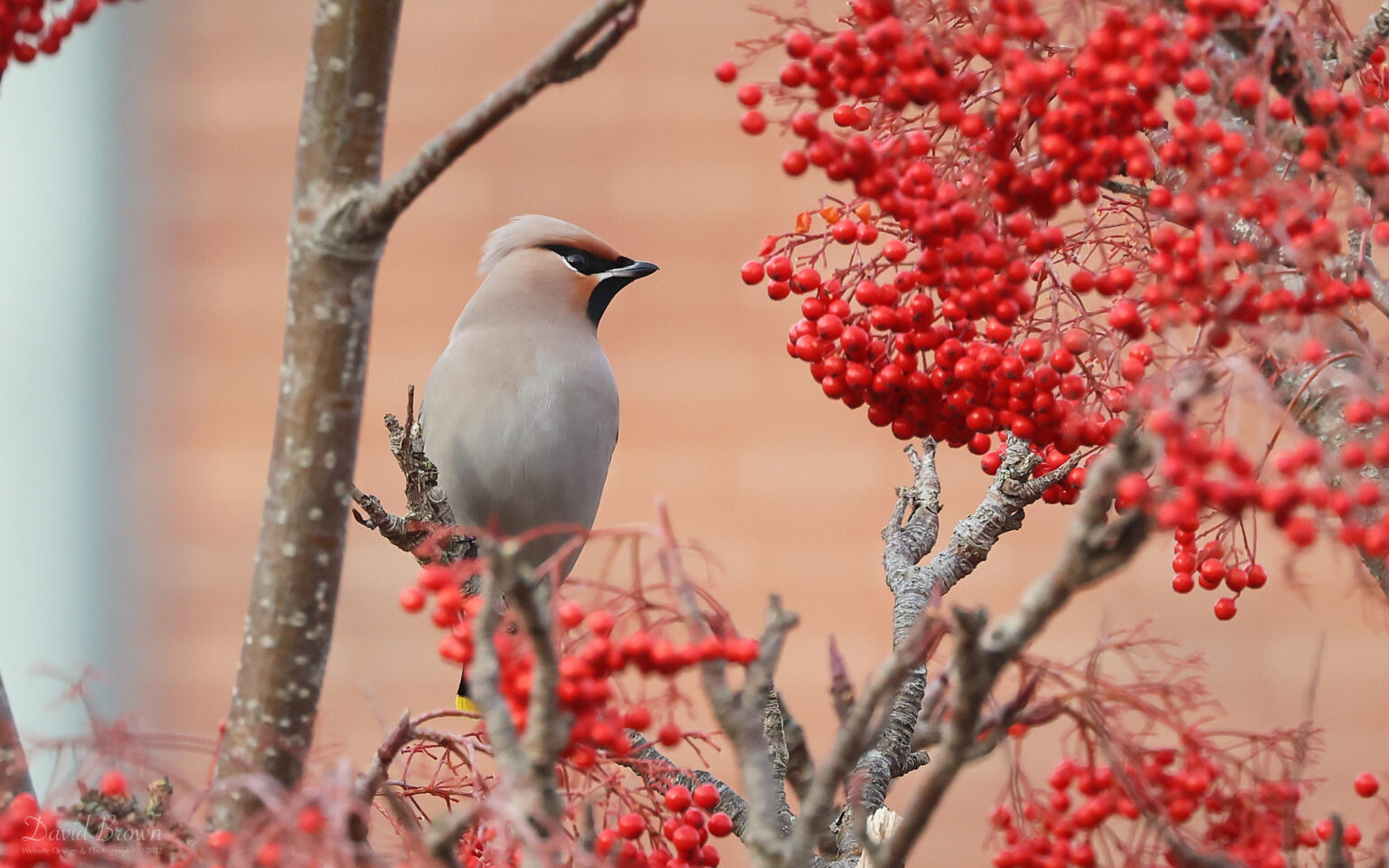 Waxwing at East Boldon, 27th November 2022