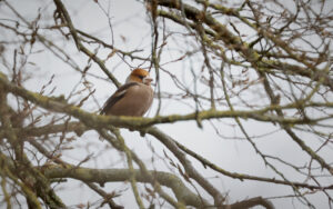 Hawfinch at Bishop Middleham, 3rd February 2023