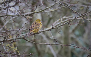 Yellowhammer at Escomb, 4th March 2023