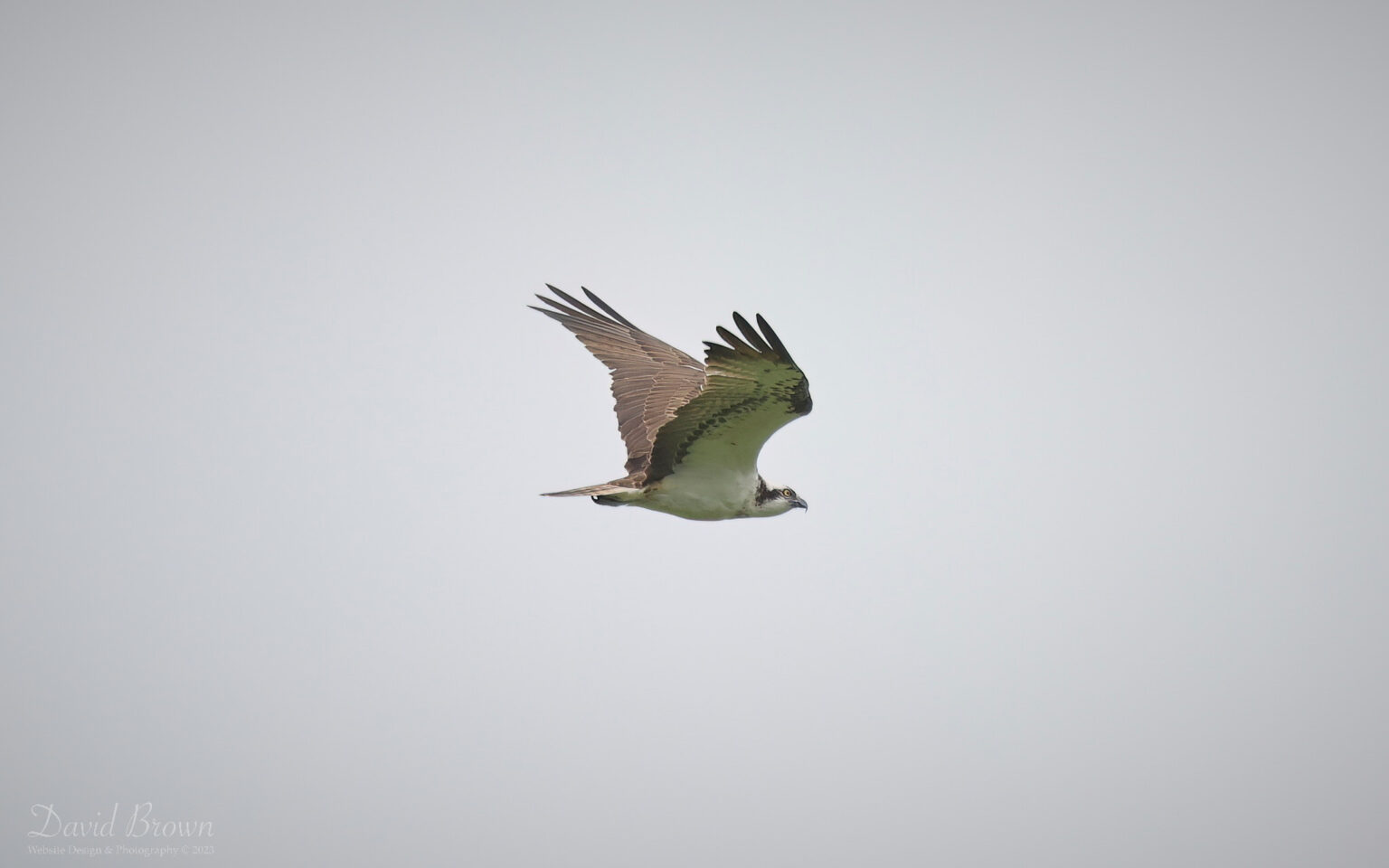 Osprey at Escomb, 1st May 2023