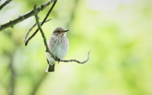 Spotted Flycatcher at Stanhope, 28th May 2023.