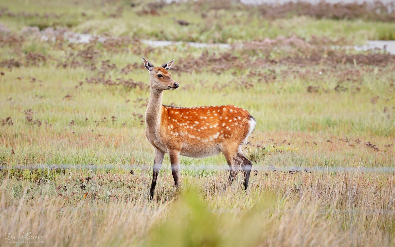 Sika Deer at RSPB Arne, 5th August 2023